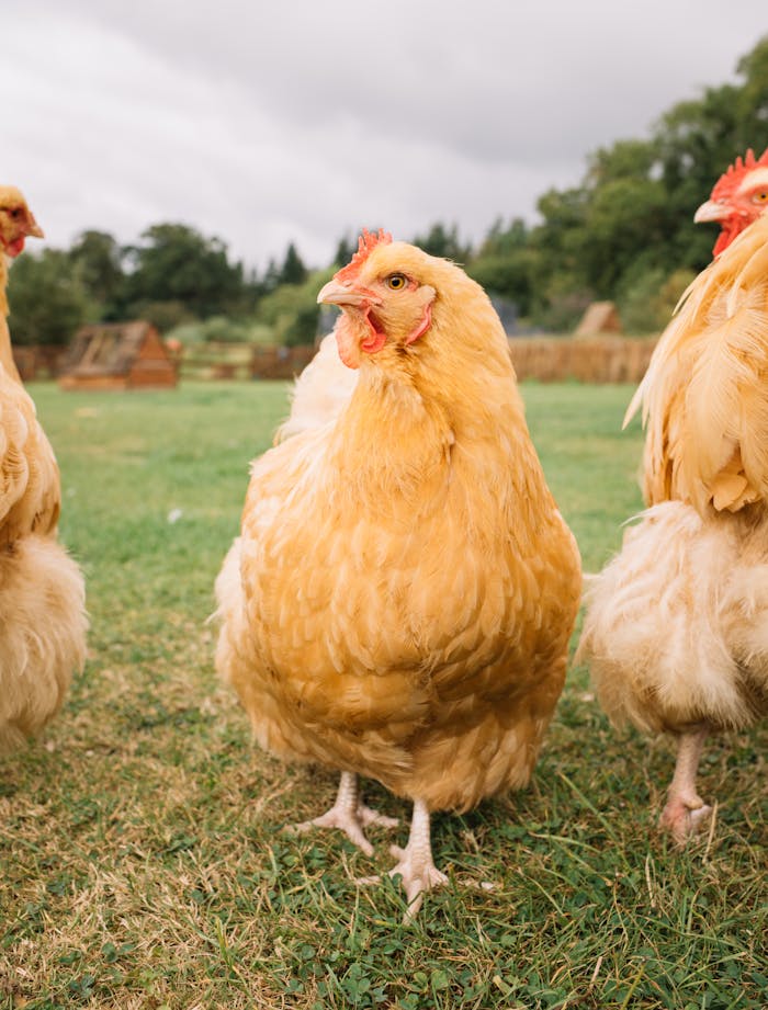 tavuk_foto_1 Golden chickens roaming freely in a vibrant green meadow, symbolizing natural farming.